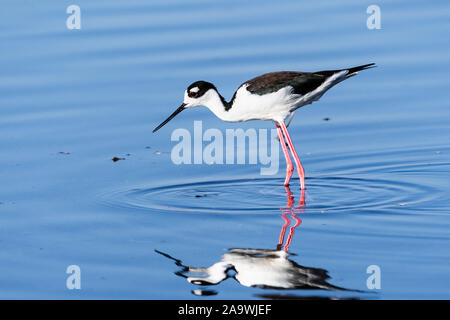 Nero-collo alimentazione Stilt in zone umide poco profonde di Merced National Wildlife Refuge, California Centrale Foto Stock