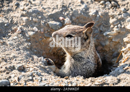 Close up della California di massa (scoiattolo Otospermophilus beecheyi) testa che spuntavano da un nido; Merced National Wildlife Refuge, California Centrale Foto Stock