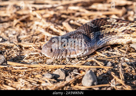 Chiusura del Pacifico (Gophersnake Pituophis catenifer catenifer) testata sul terreno in una giornata di sole; Merced National Wildlife Refuge, Cal centrale Foto Stock