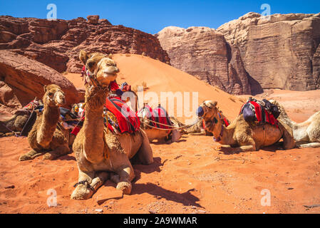 Camel nel Wadi Rum desert, Giordania Meridionale Foto Stock