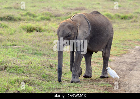 Bambino africano Elefante africano (Loxodonta africana) passeggiate sull'erba con un airone guardabuoi (Bubulcus ibis) accanto a lui. Ambolsel Parco Nazionale del Kenya. Foto Stock