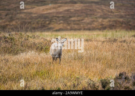 Cervi pascolano in Glencoe nelle Highlands della Scozia Foto Stock