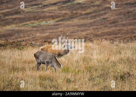 Cervi pascolano in Glencoe nelle Highlands della Scozia Foto Stock