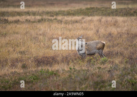 Cervi pascolano in Glencoe nelle Highlands della Scozia Foto Stock