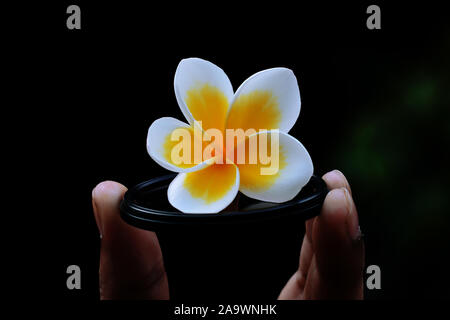 Fiore di frangipani con soft-focus in background. Foto Stock