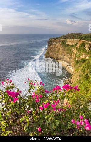 Fiori nella parte anteriore delle scogliere di Ulu Watu, Bali, Indonesia Foto Stock