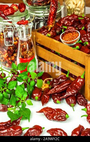 Il raccolto o peperoncino. Chili (Bhut Jolokia cioccolato) in una cassa di legno. Preparazione per l'asciugatura. Il cibo piccante. Vendita di spezie. Foto Stock