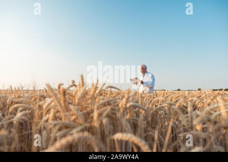 Agricoltura scienziato facendo ricerca in grano campo di prova i dati di tracciamento Foto Stock