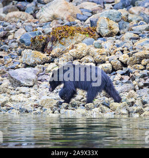 Black Bear alla ricerca di cibo a bassa marea, Tofino, British Columbia, Canada Foto Stock