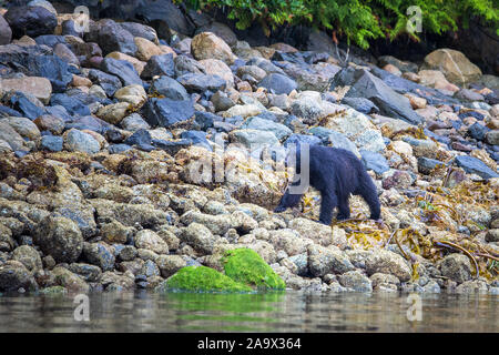 Black Bear alla ricerca di cibo a bassa marea, Tofino, British Columbia, Canada Foto Stock