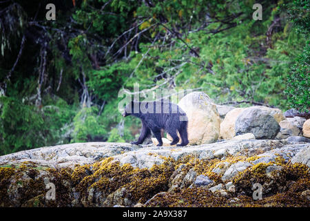 Black Bear alla ricerca di cibo a bassa marea, Tofino, British Columbia, Canada Foto Stock