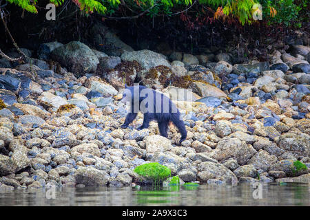 Black Bear alla ricerca di cibo a bassa marea, Tofino, British Columbia, Canada Foto Stock