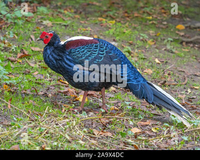 Maschio di Edwards fagiano Lophura edwardsi captive Foto Stock