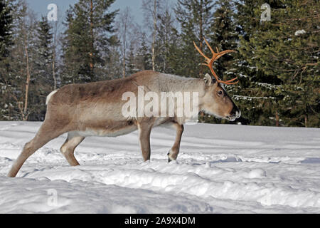 Rentier läuft durch das verschneite Lappland, Finnland Foto Stock