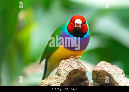 Un'immagine ravvicinata di un colorato fringillide guardando la telecamera e l'alimentazione nel mio locale giardino delle farfalle di Benalmadena, Spagna Foto Stock