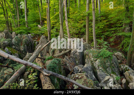 Felsenmeer, famosa Riserva naturale, mare di rocce, rock caos di Hemer, selvaggiamente romantico bosco di faggio in autunno, caduta, Westfalia, Germania, Europa. Foto Stock