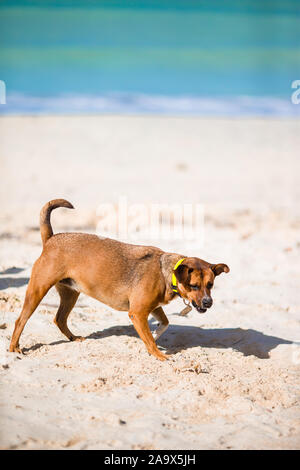 Arrabbiato cane che abbaia a un piccolo granchio di mare sulla spiaggia. Rapporto di origine animale Foto Stock