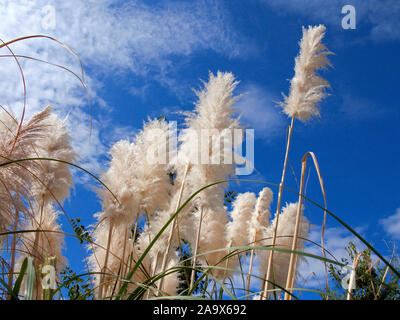 Pampa erba (Cortaderia selloana), fioritura, Banyalbufar, Maiorca, isole Baleari, Spagna Foto Stock