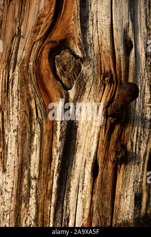 Il molo di legno verticale, Abersoch Beach, il Galles. Foto Stock