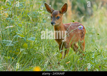 Junges Reh steht in Wiesenlandschaft am Waldrand, Capreolus capreolus, Foto Stock