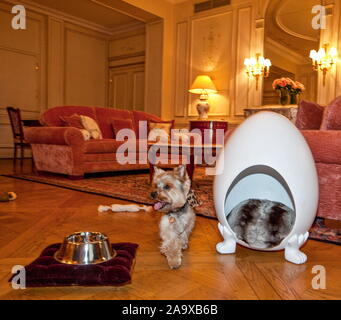 Prendersi cura del vostro cane al MEURICE HOTEL, PARIGI Foto Stock