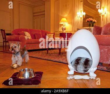 Prendersi cura del vostro cane al MEURICE HOTEL, PARIGI Foto Stock