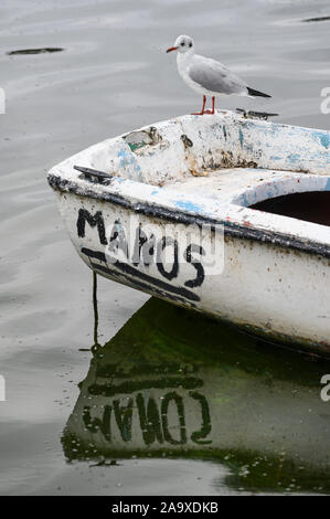 Un gabbiano si appollaia su una barca da pesca sul lago Orestiada Castorià Macedonia, Grecia settentrionale. Foto Stock