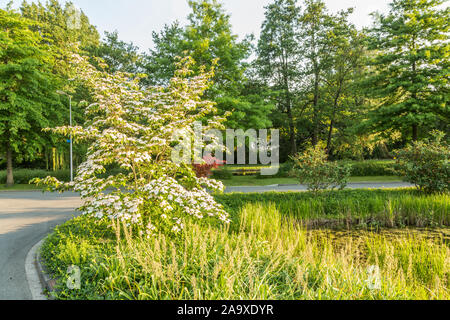 Cornus kousa varietà rosa stellare come arbusto stradale in parco paesaggistico tra strada e stagno Foto Stock