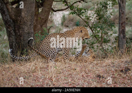 Un maschio e femmina di leopard, Pathera pardus, lottare con le unghie e la bocca aperta mentre ululano Foto Stock