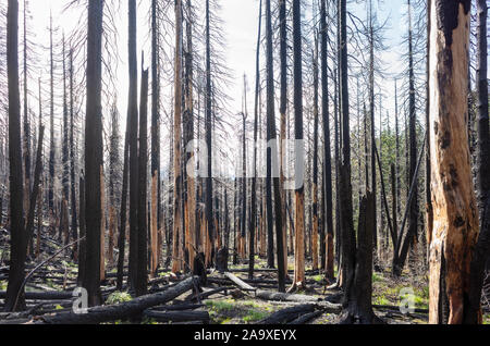 Incendio forestale danneggiato e gli alberi lungo la Pacific Crest Trail, Il Monte Adams Wilderness, Washington Foto Stock