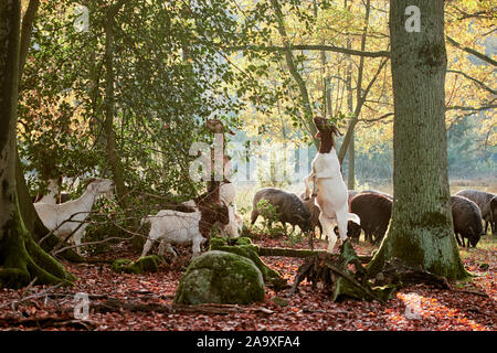 Bianco e grigio cornuto tedesco heath mangiare da alberi vicino Wilsede, Luneburger Heath, Germania Foto Stock