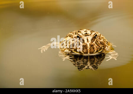 L'argentino ornati Rana cornuta (Ceratophrys ornata) Foto Stock