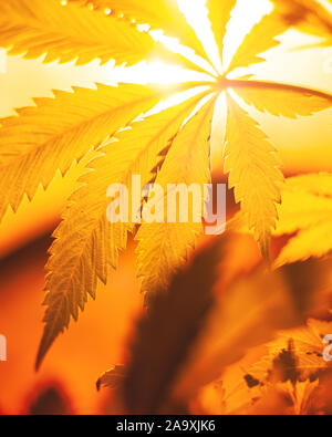 La coltivazione indoor cannabis sotto lampade a scarica a caldo giallo illuminazione,la coltivazione di marijuana, foglie di cannabis vista dal basso. Foto Stock