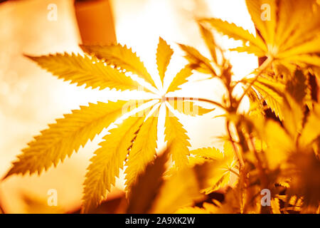 La coltivazione indoor cannabis sotto lampade a scarica a caldo giallo illuminazione,la coltivazione di marijuana, foglie di cannabis vista dal basso. Foto Stock