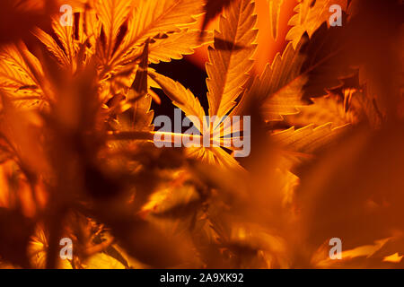 La coltivazione indoor cannabis sotto lampade a scarica a caldo giallo illuminazione,la coltivazione di marijuana, foglie di cannabis vista dal basso. Foto Stock