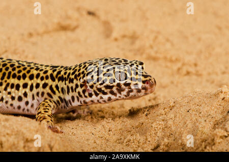 Leopard Gecko (Eublepharis macularius) Foto Stock