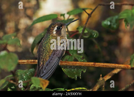 Chiazzato Hummingbird (Adelomyia melanogenys maculata) adulto arroccato su ramoscello Tapichalaca Riserva di Zamora Chinchipe, Ecuador Febbraio Foto Stock