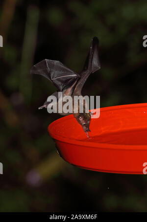 Geoffroy's Tailless Bat (Anoura geoffroyi) adulto Alimentazione da alimentatore hummingbird, con il polline sulla testa Tapichalaca, Ecuador Febbraio Foto Stock