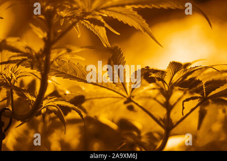 La coltivazione indoor cannabis sotto lampade a scarica a caldo giallo illuminazione,la coltivazione di marijuana, foglie di cannabis vista dal basso. Foto Stock