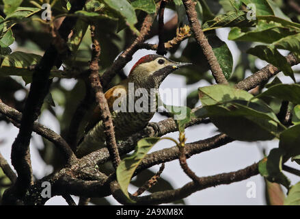 Golden-Picchio oliva (Colaptes rubiginosus buenavistae) femmina adulta arroccato nella struttura ad albero fruttifero sud Ecuador Febbraio Foto Stock