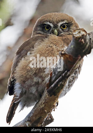 Austral-pigmeo (civetta nana Glaucidium) adulto appollaiato sul ramo morto Punta Arenas, Cile Gennaio Foto Stock