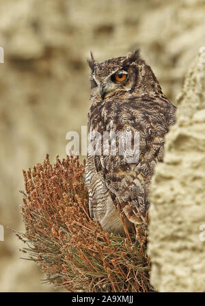 Magellanic cornuto Civetta (Bubo magellanicus) adulto appollaiato sulla mensola sulla scogliera Tierra del Fuego, Cile Gennaio Foto Stock