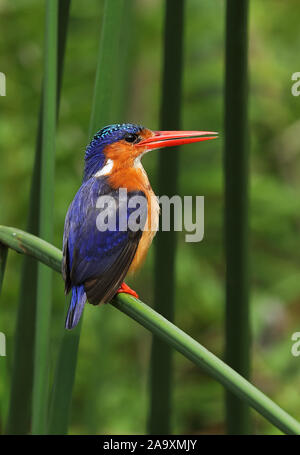 Malachite Kingfisher (Corythornis cristatus cyanostigma) adulto appollaiato sulla canna rotta Mabamba zone umide, il lago Victoria, Uganda Novembre Foto Stock