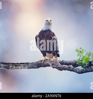 American aquila calva appollaiate su un albero Foto Stock