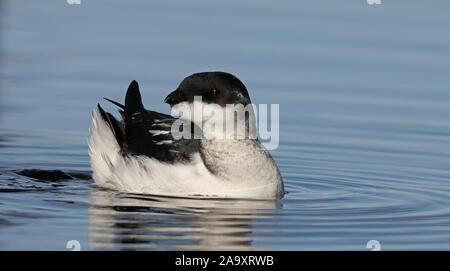 Little Auk, Dovekie, alle alle, nuoto, primo piano Foto Stock