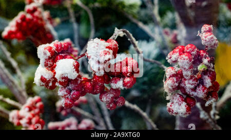 Decorazione di una bacca ricoperta di neve artificiale Foto Stock