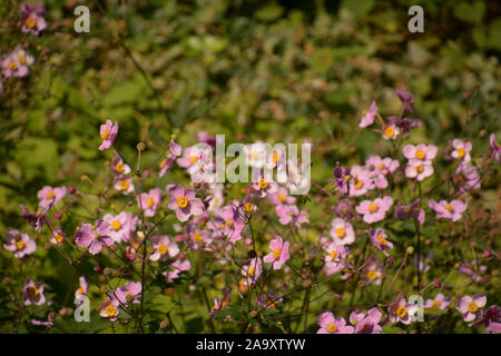 Giapponese o anemone hupehensis Anemone a fiori, thimbleweed o windflower con ciuffo di stami gialli e petali di rosa Foto Stock