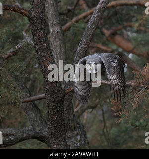 Grande Gufo grigio / Bartkauz ( Strix nebulosa ) prende il largo per la caccia, in volo, battenti, frontale side shot, battendo le sue ali, in calo, l'Europa. Foto Stock