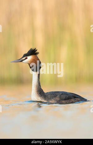 Svasso maggiore (Podiceps cristatus ) nuoto, allunga il proprio collo, testa sollevata, attento, nella parte anteriore del luminoso e brillante background, l'Europa. Foto Stock