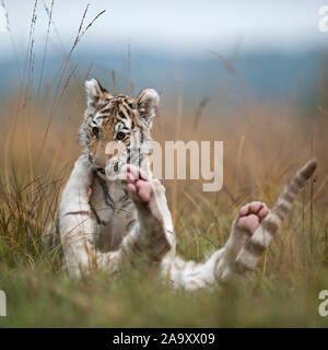 Royal le tigri del Bengala ( Panthera tigris ), giovani fratelli, giocando, wrestling, romging in erba alta, tipico ambiente naturale circostante, sembra divertente. Foto Stock